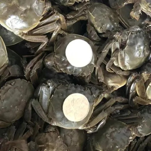 一元蟹清水小螃蟹老头蟹蟹农直发