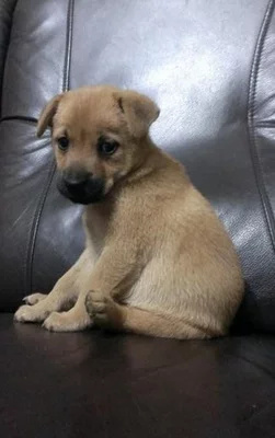 遵义批发小狗，大狗，土狗，中华田园犬