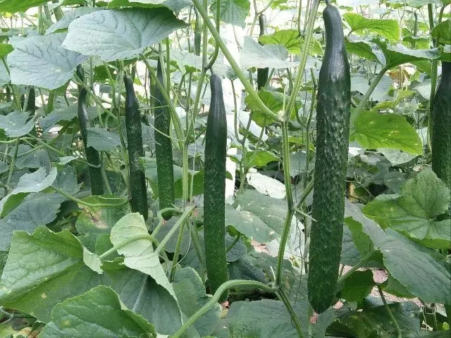 黄瓜种子早中熟一代杂交黄瓜种子耐热耐雨水杂交品种