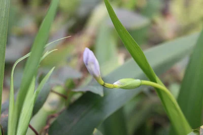  鸭儿花 扁竹根 鸢尾