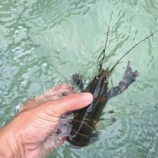 化州市小青龙龙虾 澳洲小青龙