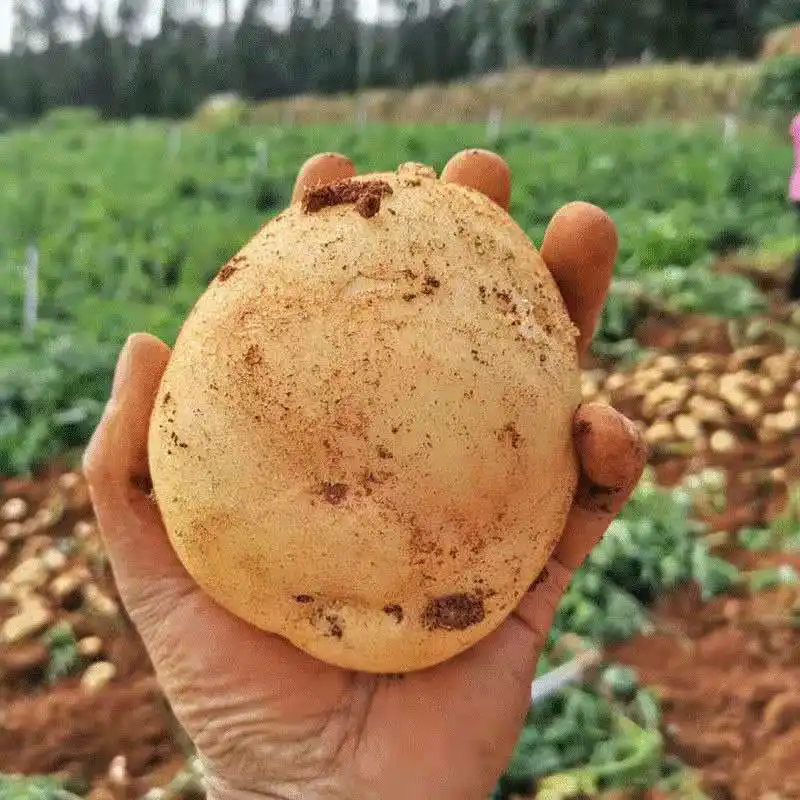 丽薯6号 丽薯六号  白皮白心