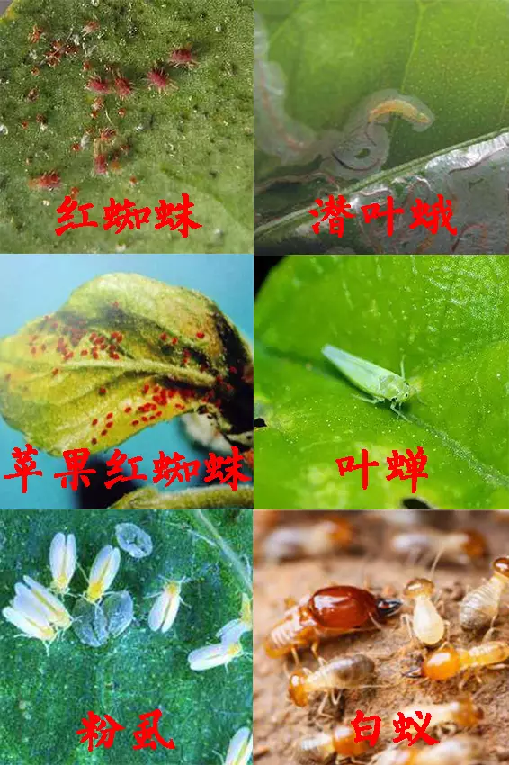 10%联苯菊酯虫螨双杀大田果树蔬菜持效期久白蚁红蜘蛛青虫包邮