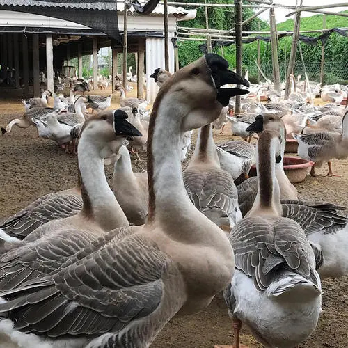 宁波狮头鹅苗