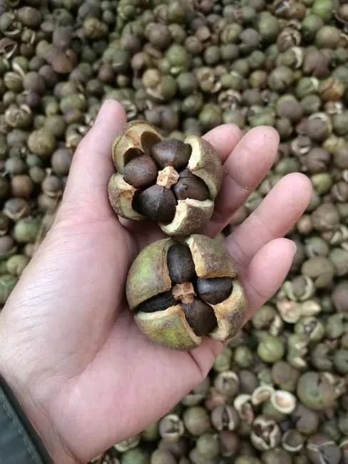 桂平市菜籽油 正品山茶籽油茶乌