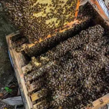 邛崃市中华蜜蜂  自己蜜蜂、土蜜蜂 、现急售农家多年繁殖蜂群，远离闹市