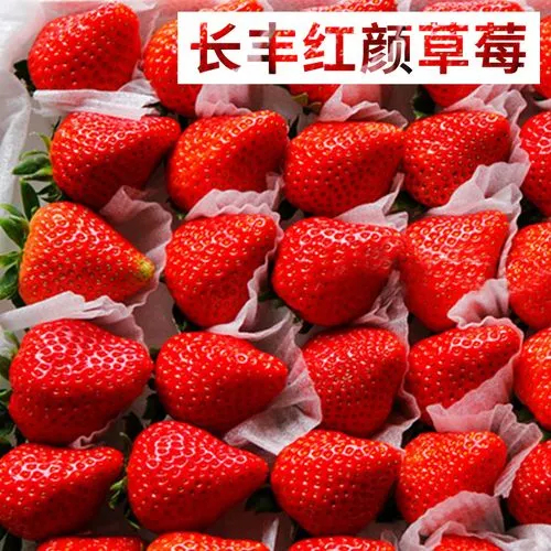 长丰县红颜草莓 现已大量上市
