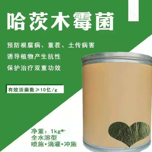 济南氮肥 微生物菌剂哈茨木霉农业种植土壤改良抗重茬菌剂原粉 哈茨