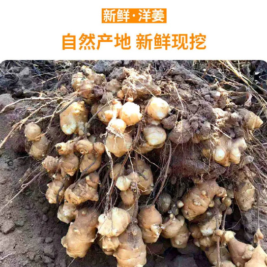 射洪市有机不施肥鲜洋姜