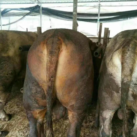 礼县肉牛  精品肥公牛