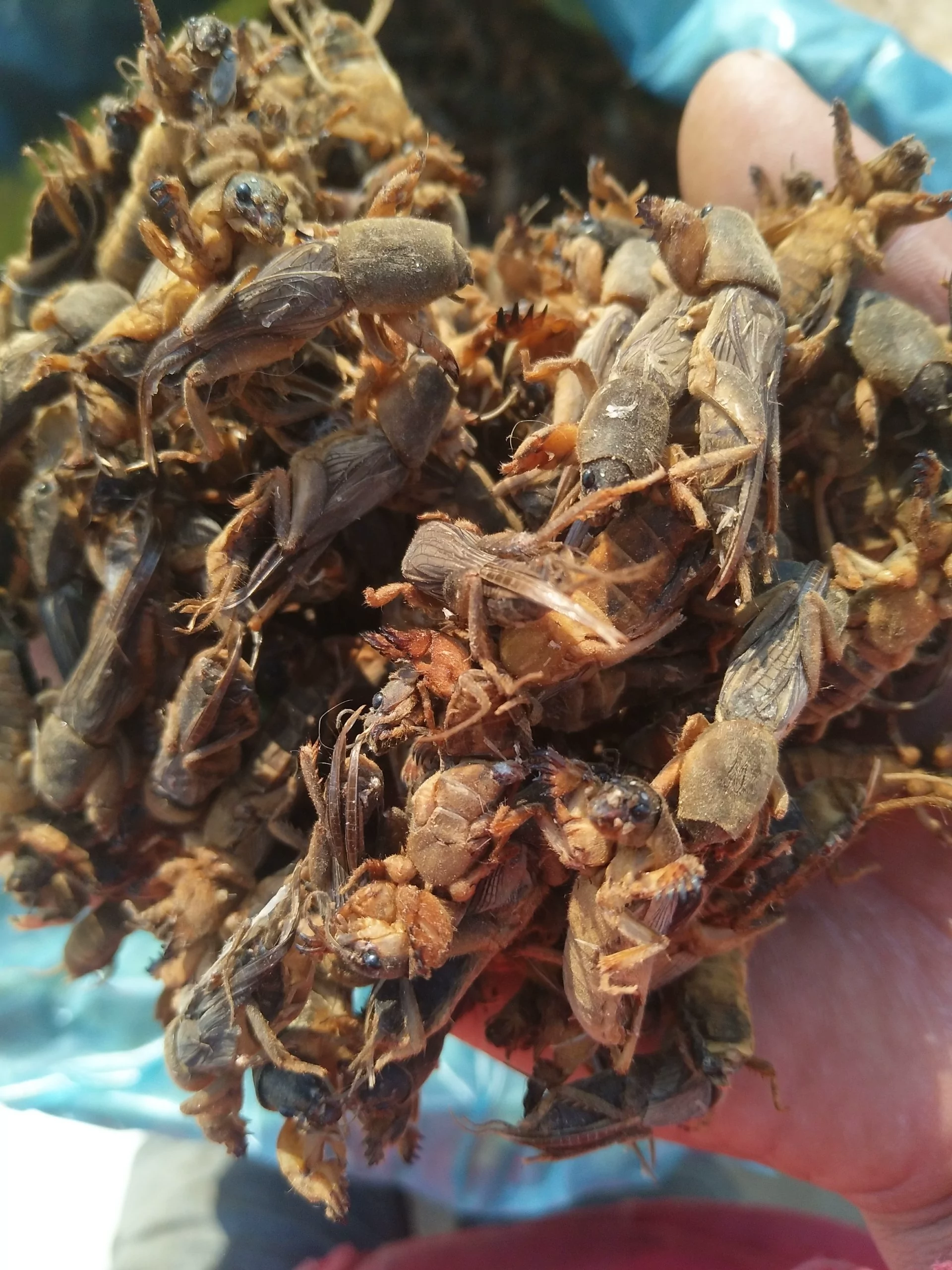 广东批发冷冻蝼蛄