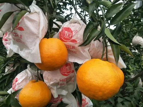 江油市自然成熟耙耙柑不干水不白头不霜冻大量出货需要的老板可以联系我