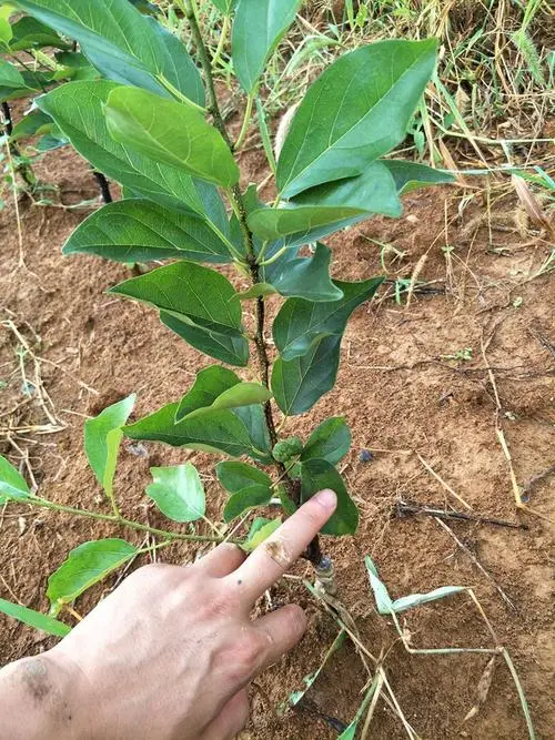 四川猴脑果苗，贵州猴脑果树苗供应