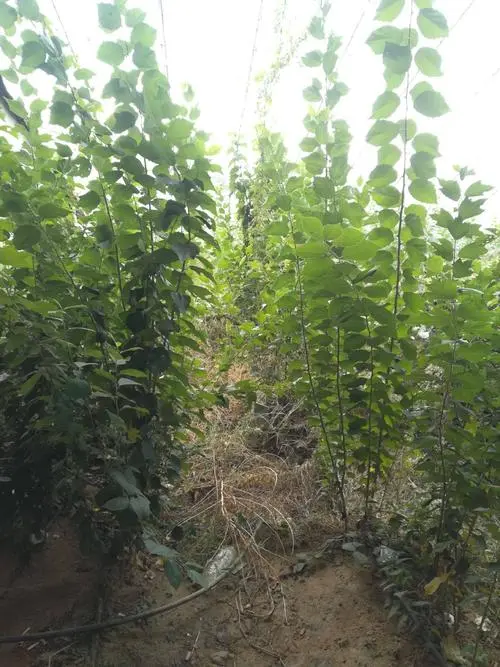 猴脑果苗 湖南柘树苗柘树果苗，猴脑果树苗