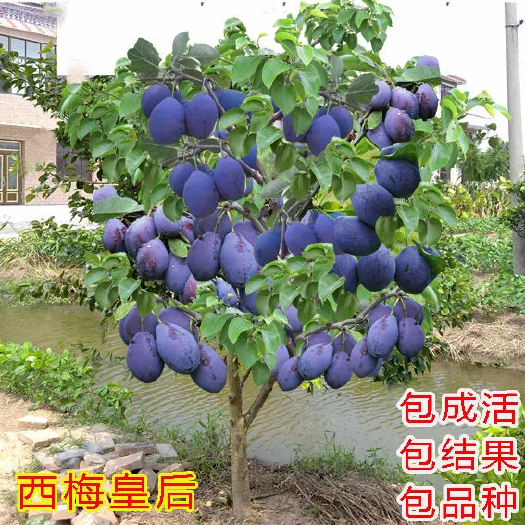 平邑县西梅苗 嫁接西梅树苗包品种抗冻耐寒南北方种植当年挂果