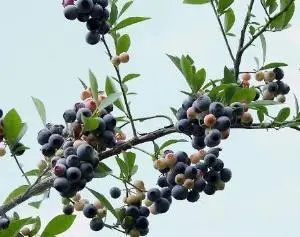 阳新县乌饭苗