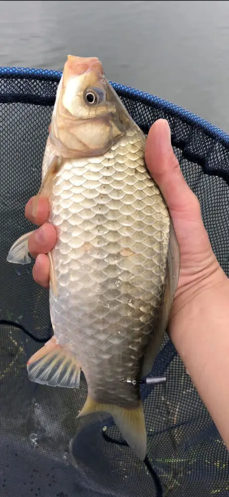 武汉鲫鱼花批发