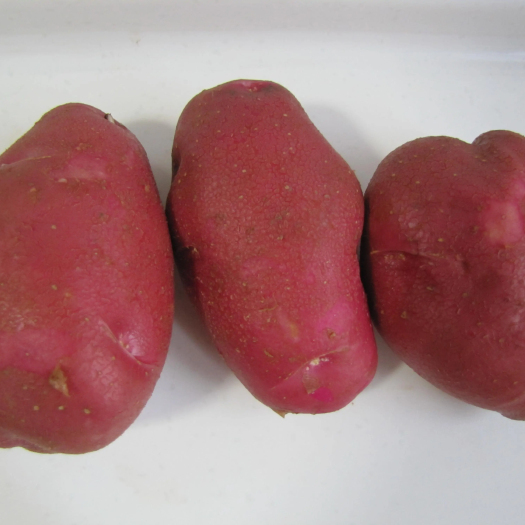 陆良县青薯9号 青暑九号