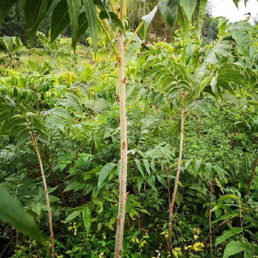 洞口县碧根果苗 根果苗薄壳山核桃苗干果油料高档果品市场前景好