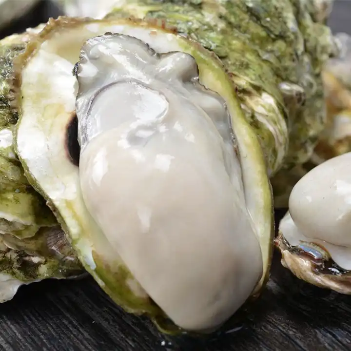 三倍体生蚝 乳山市生蚝 净化刺身蚝 场地直销 支持在线交易