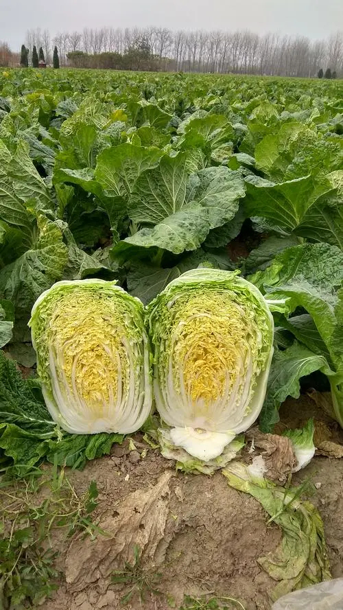 邯郸绿叶黄心大白菜，长期供货