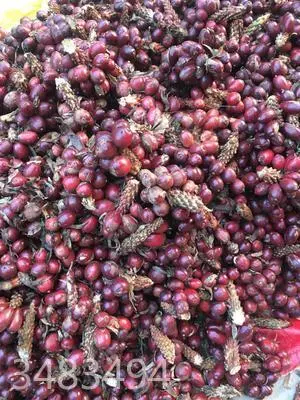 麻栗坡县 草果:云南本地自产草果。