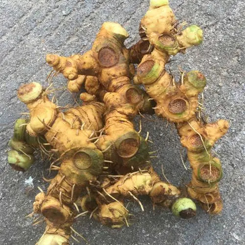苍溪县姜形黄精 黄精（大个体）