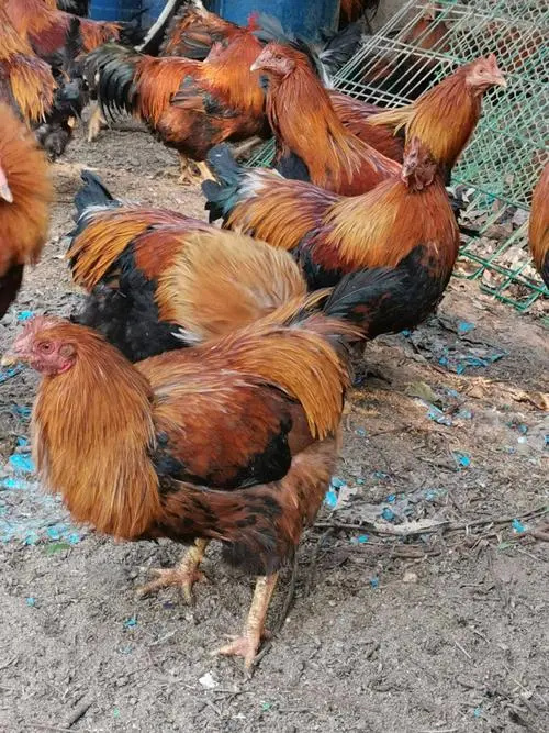 南宁良凤花鸡苗