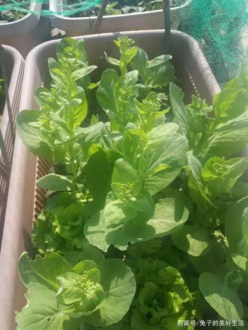 思南县 白菜藤