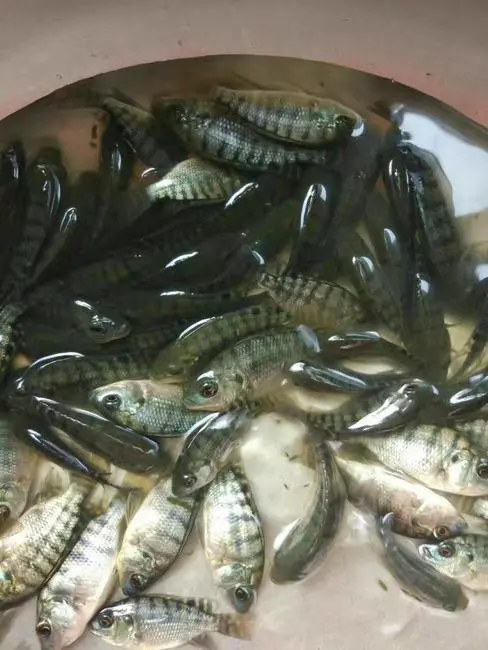  海南1号罗非鱼苗