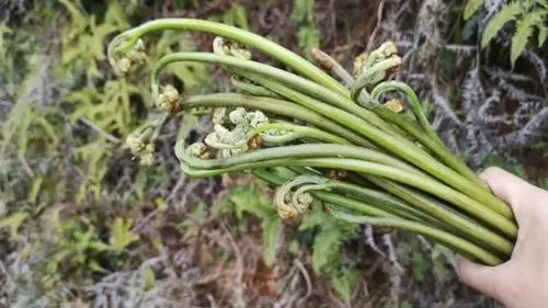 贵定县 贵州新鲜蕨菜