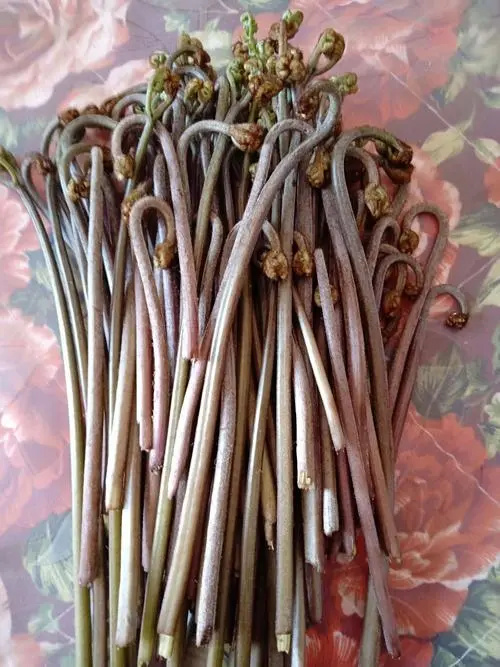 安顺 绿色蕨菜，剂蔬菜