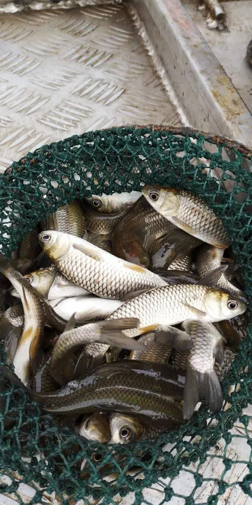 洪湖市草鱼苗