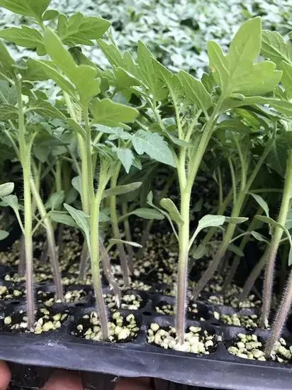 中牟县耐热粉果番茄苗 抗病毒，抗灰叶斑抗死颗，大果280--350