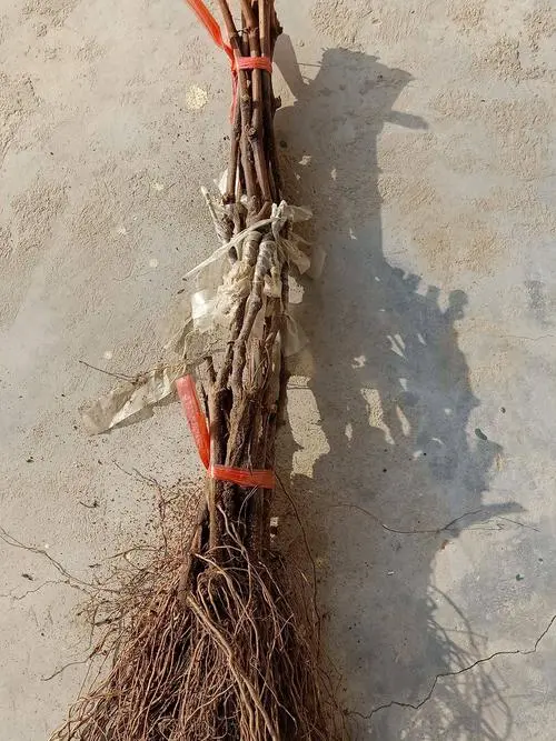  浪漫红颜葡萄苗