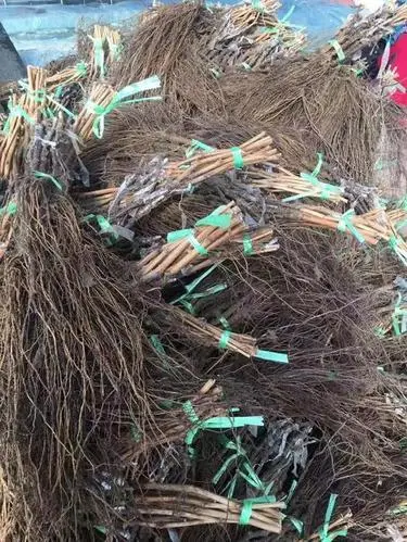  浪漫红颜葡萄苗