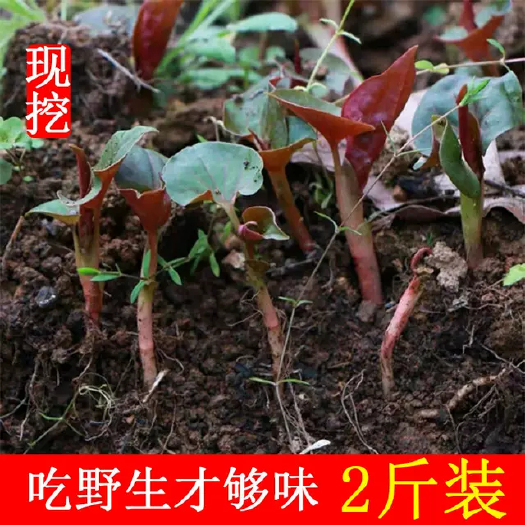 双峰县鱼腥草，折耳根，全野生，现要现挖