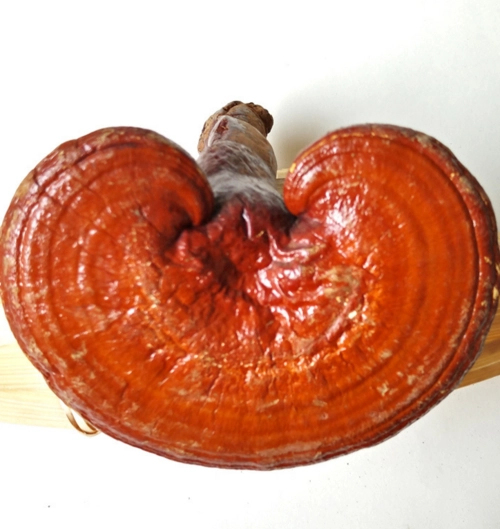 冠县 赤灵芝