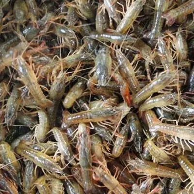 桂林 龙虾苗