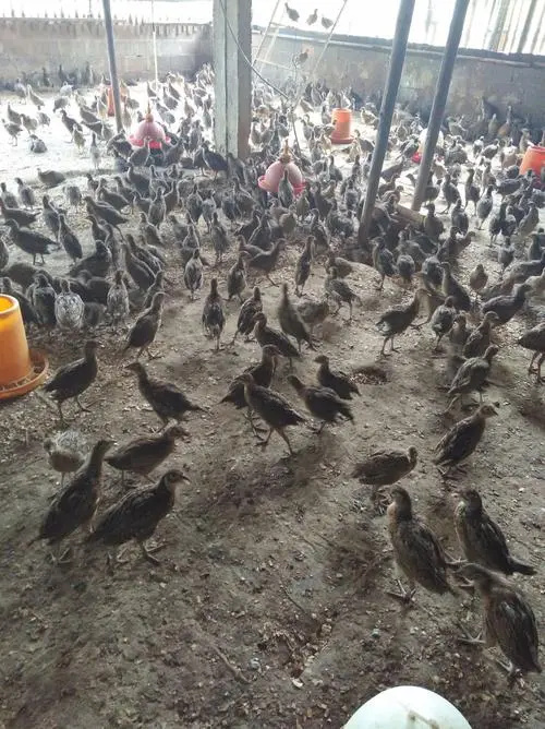 织金县 七彩山鸡苗