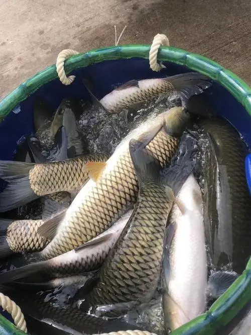 桂林 桂林本地草鱼苗