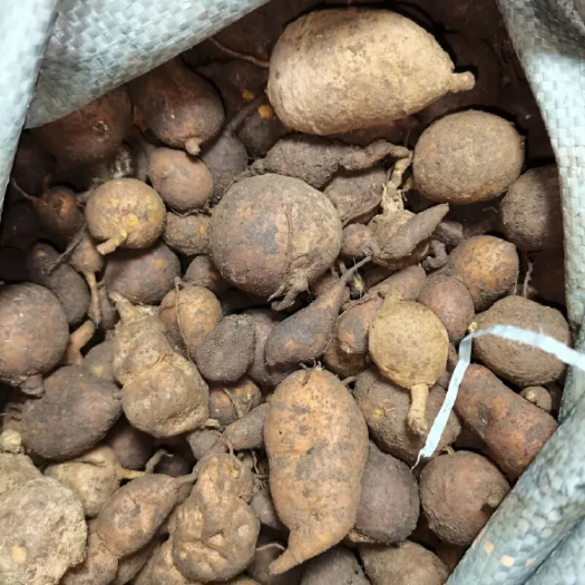 马边县金果榄 地苦胆