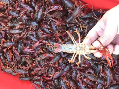 潜江市大清，潜江小龙虾