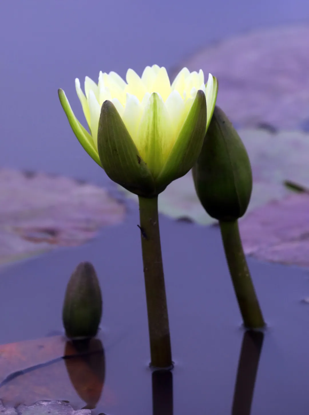 碗莲 九品香水莲花种苗（金黄色大苗）栽种五天左右即开花