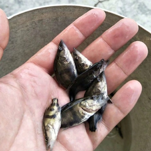 江门桂花鱼苗【苗场直供】鳜鱼苗
