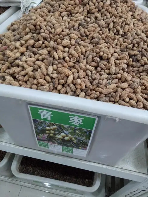 大青枣种子 青枣种子