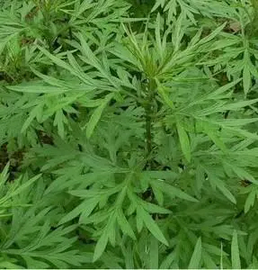 威宁县艾 