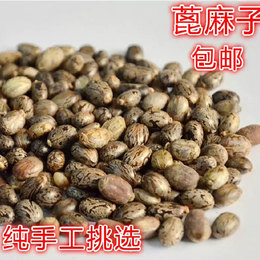 安阳县蓖麻 农户手选