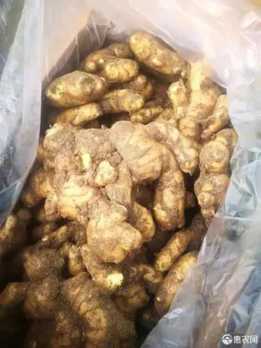 茶陵县姜种 湖南省株洲市茶陵县 2~4两 带土 新姜 