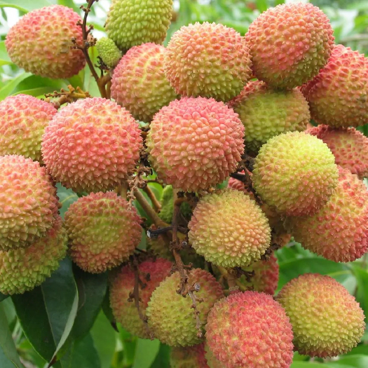 开远市妃子笑荔枝 一件代发